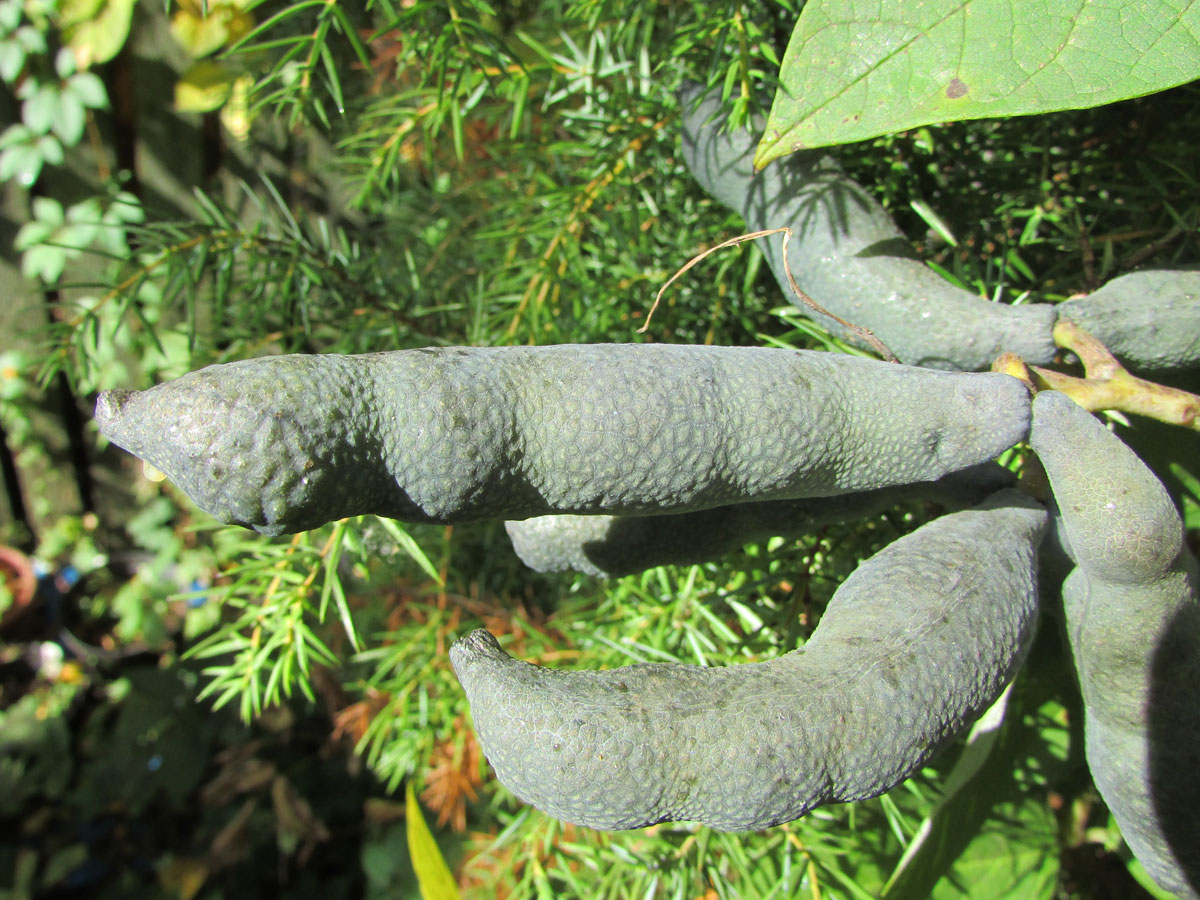 Image of Decaisnea insignis specimen.