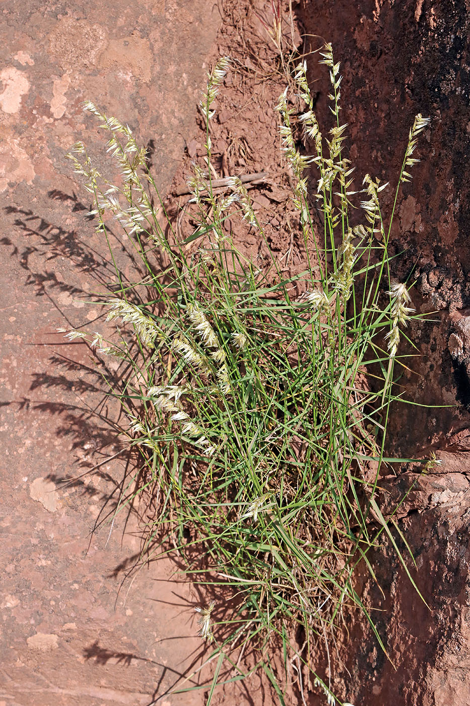 Image of genus Melica specimen.