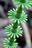 Equisetum pratense. Часть вегетативного побега. Свердловская обл., окр. г. Североуральск, на берегу р. Вагран. 15.05.2010.