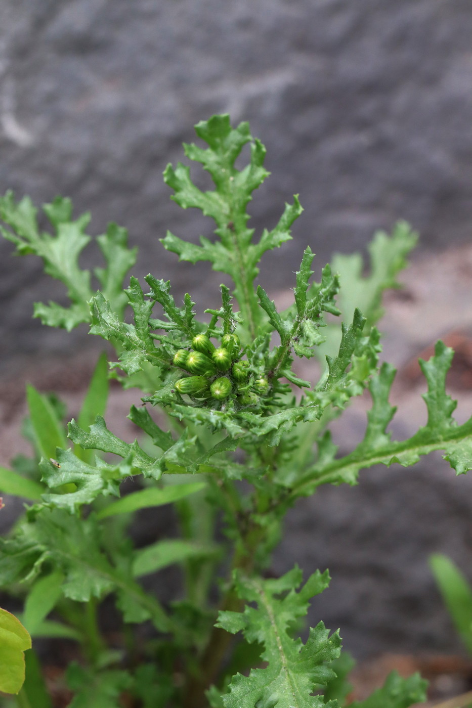 Изображение особи Senecio vulgaris.