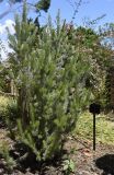 Adenanthos sericeus