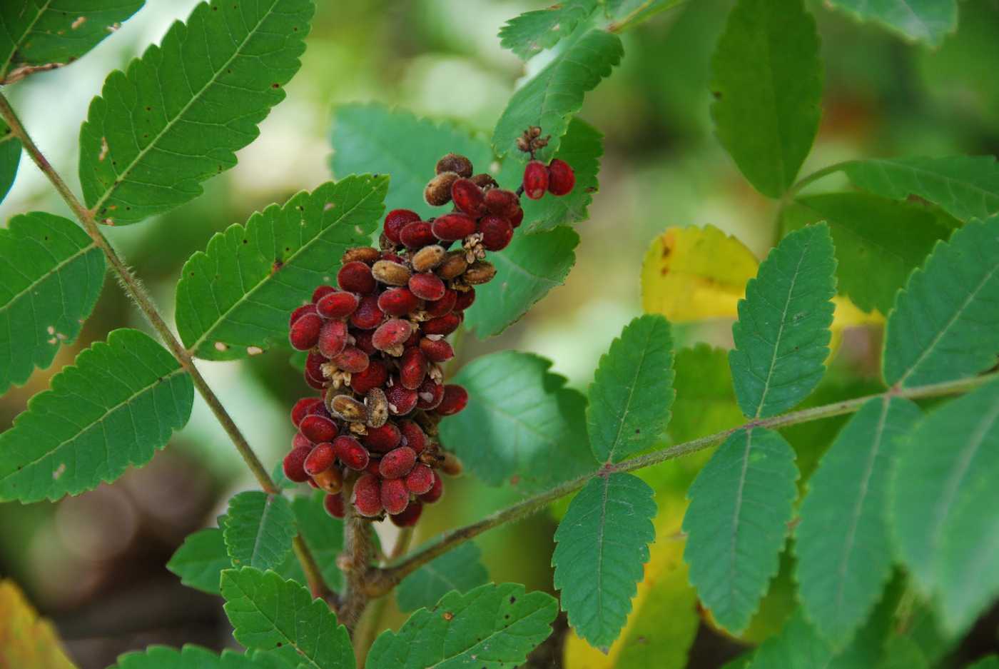 Image of Rhus coriaria specimen.