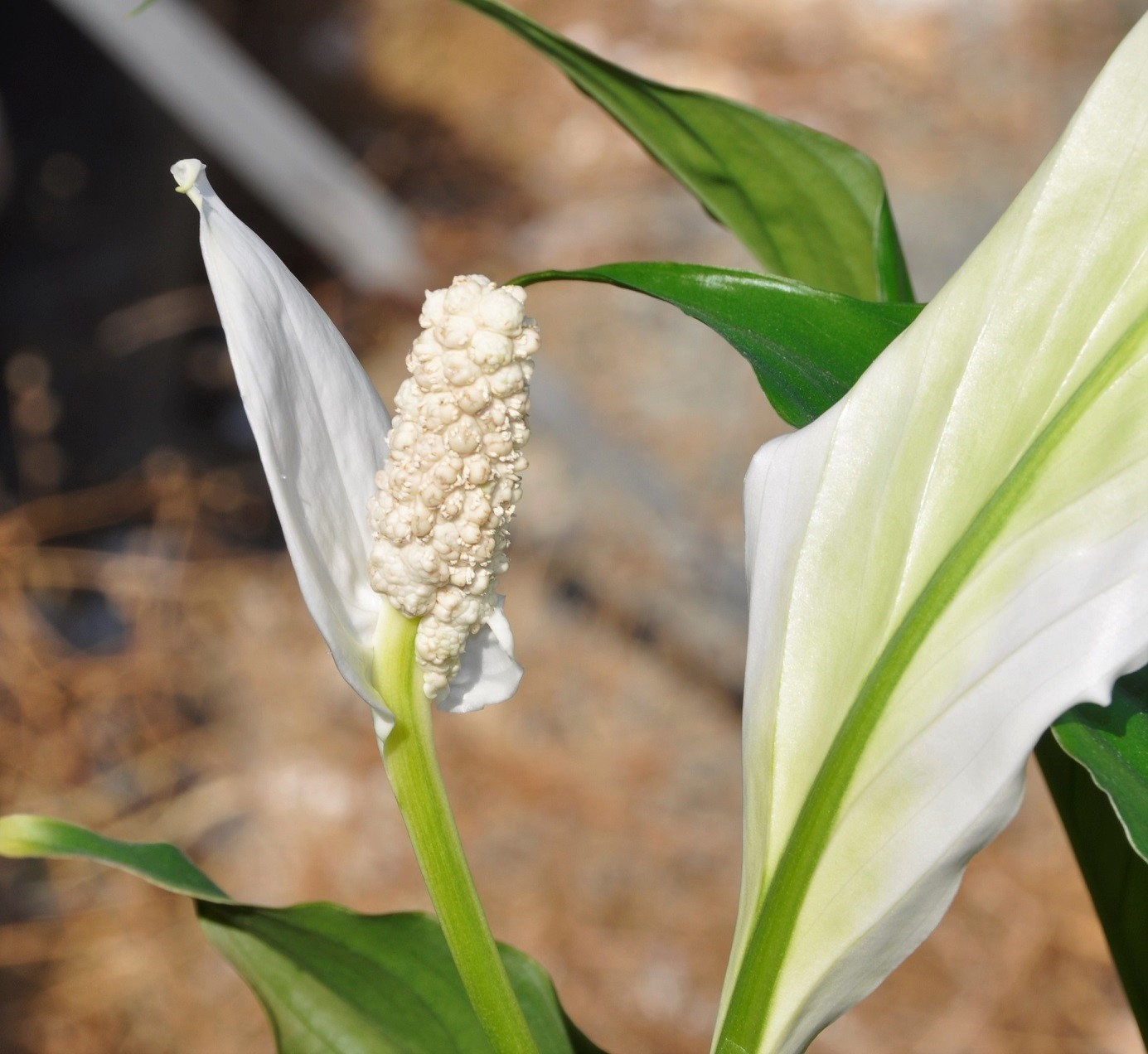 Image of Spathiphyllum wallisii specimen.