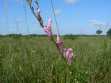 Pedicularis grandiflora. Часть соцветия. Еврейская автономная обл., Смидовичский р-н, окр. ст. Урми, заливной луг. 17.08.2011.