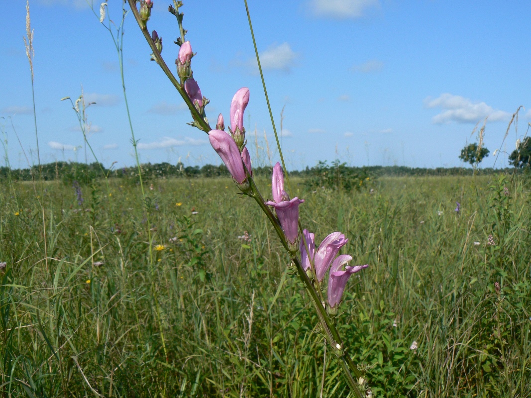 Image of Pedicularis grandiflora specimen.
