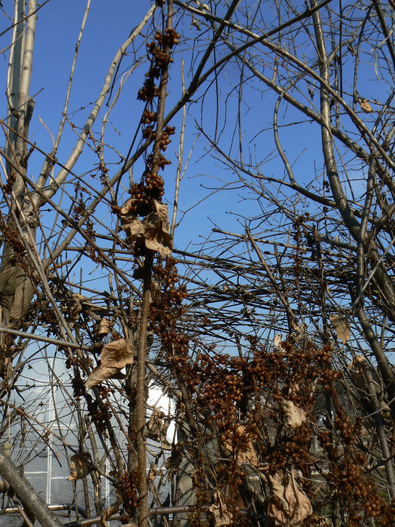 Image of genus Cuscuta specimen.