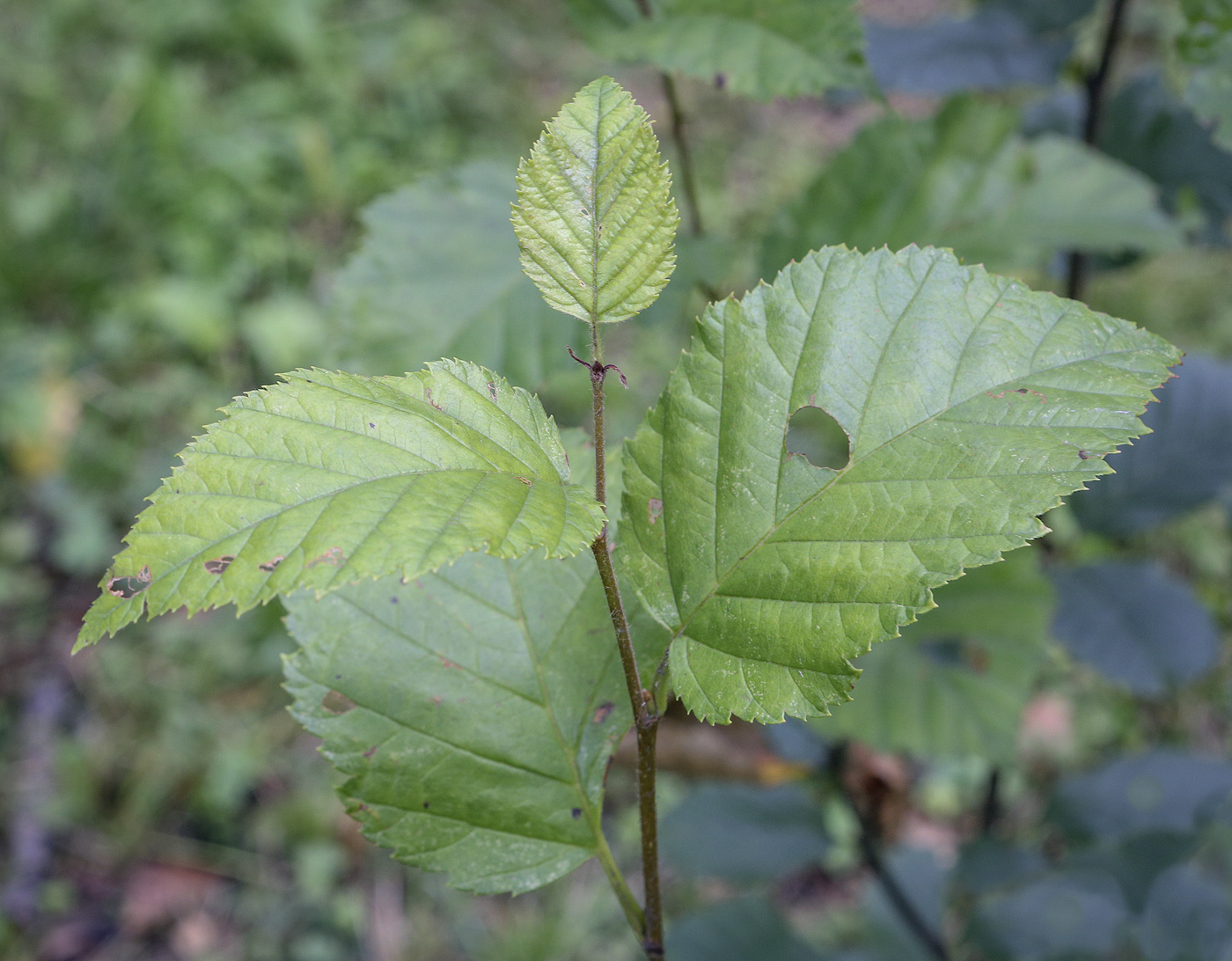 Изображение особи Betula medwediewii.