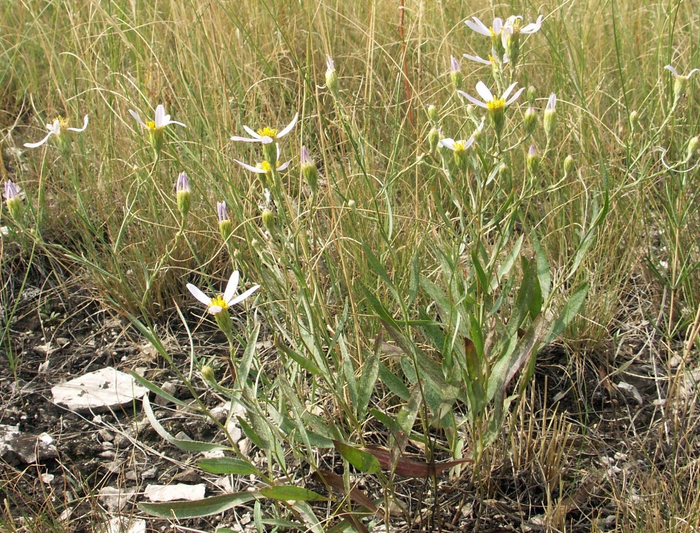 Image of Galatella divaricata specimen.