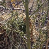 Cannabis sativa variety spontanea. Часть побега. Республика Удмуртия, Каракулинский р-н, Ныргындинское сельское поселение, дер. Зуевы Ключи, свалка пищевых отходов. 08.10.2021.