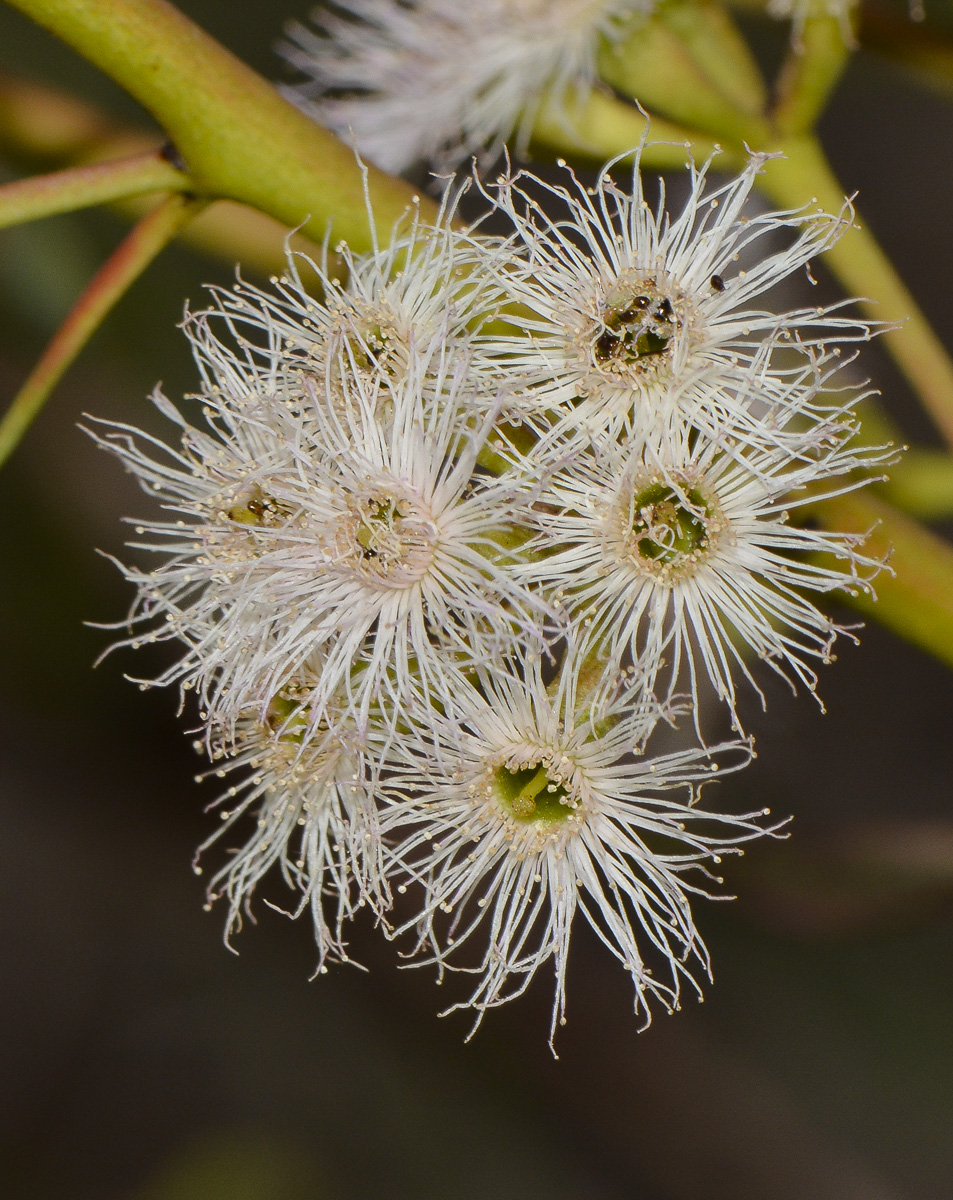 Изображение особи род Eucalyptus.