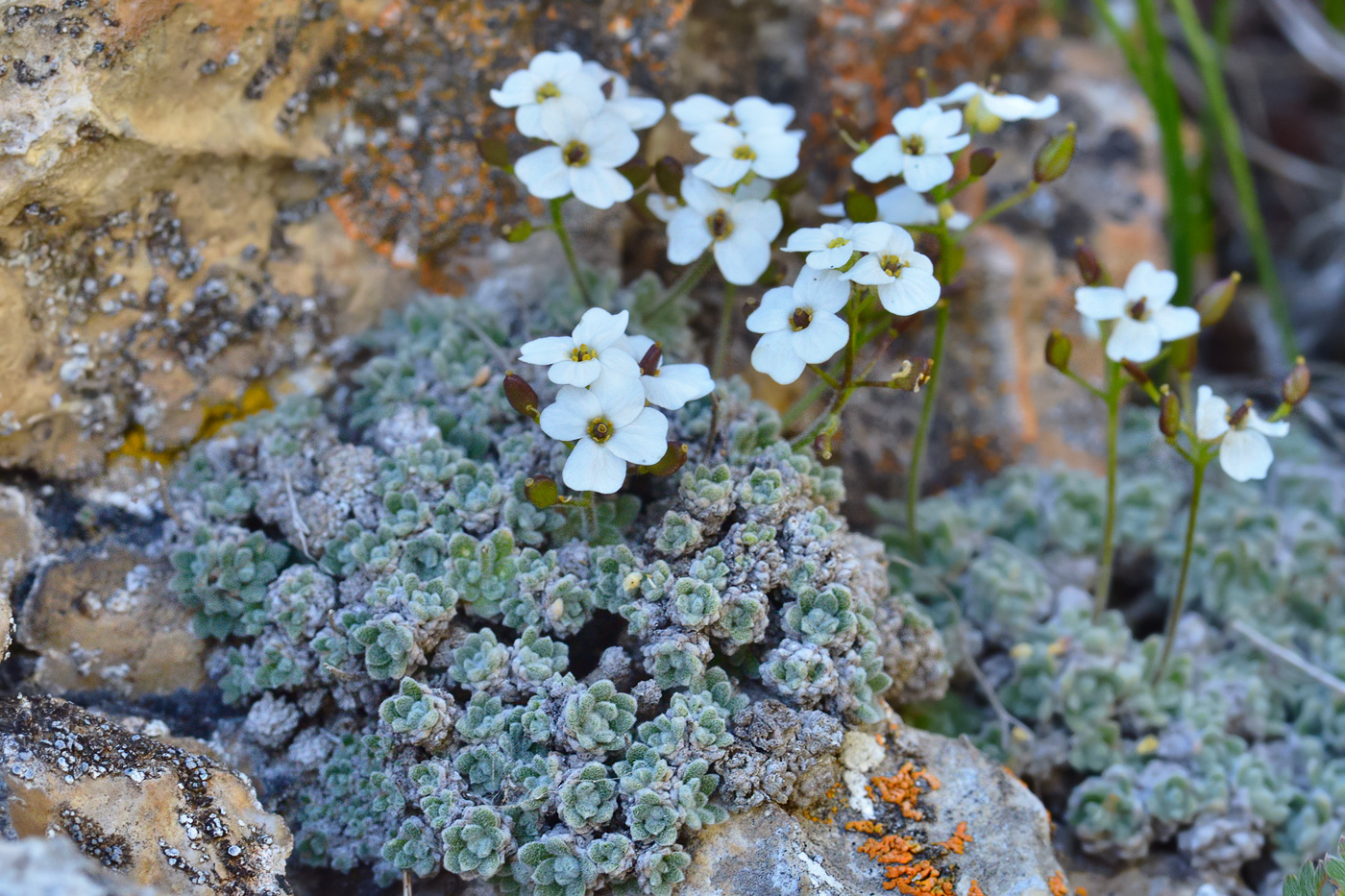 Изображение особи Draba ossetica.