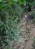 Cirsium maackii. Цветущее растение. Приморье, Хасанский р-н, п-ов Гамова, окр. мыса Гамова, опушка лиственного леса, у дороги. 01.08.2021.
