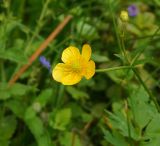 Ranunculus repens