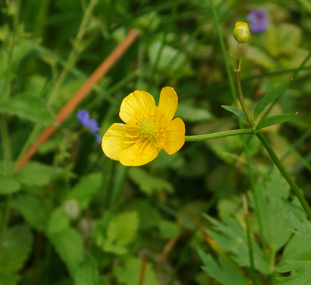 Image of Ranunculus repens specimen.