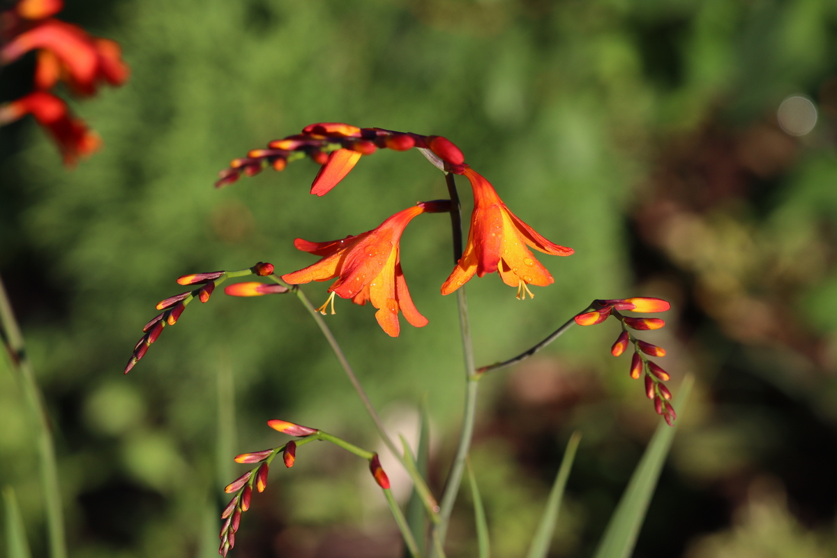 Image of Crocosmia × crocosmiiflora specimen.