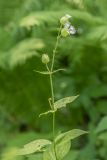 Oberna multifida