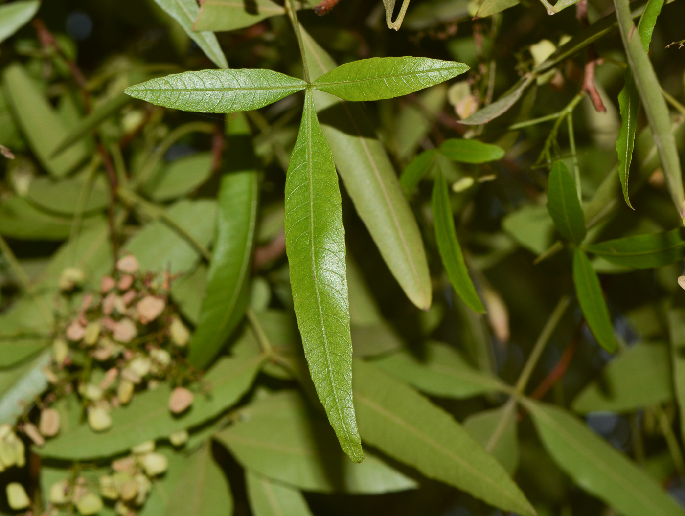 Изображение особи Searsia leptodictya.