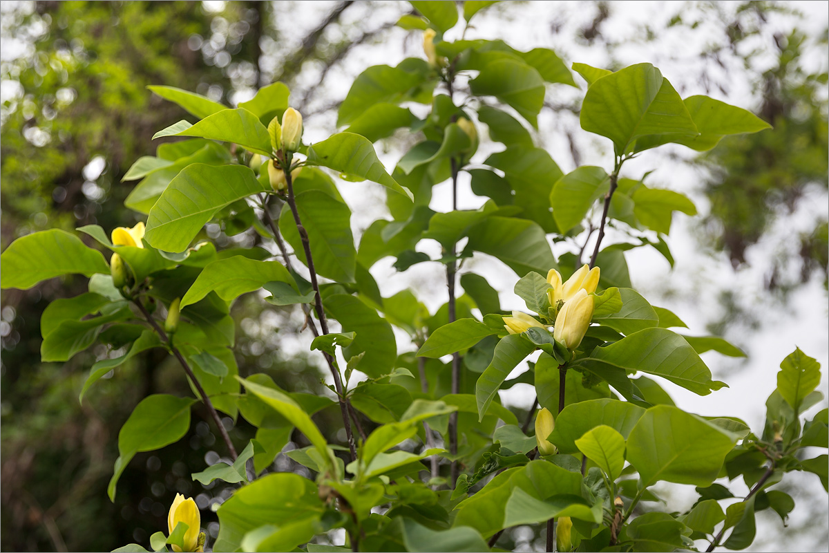 Image of genus Magnolia specimen.