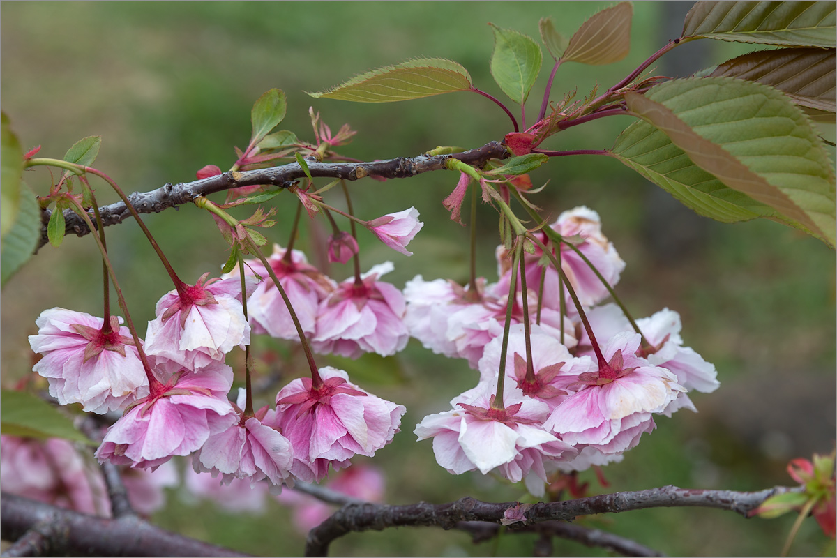 Изображение особи Prunus serrulata.