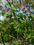 Syringa vulgaris