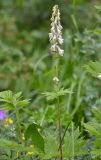 Aconitum orientale. Верхушка цветущего растения. Республика Северная Осетия-Алания, Ирафский р-н, Большой Кавказ, хр. Фастагдор, левый склон Караугомского ущелья, ≈ 2330 м н.у.м., субальпийский луг. 09.07.2021.