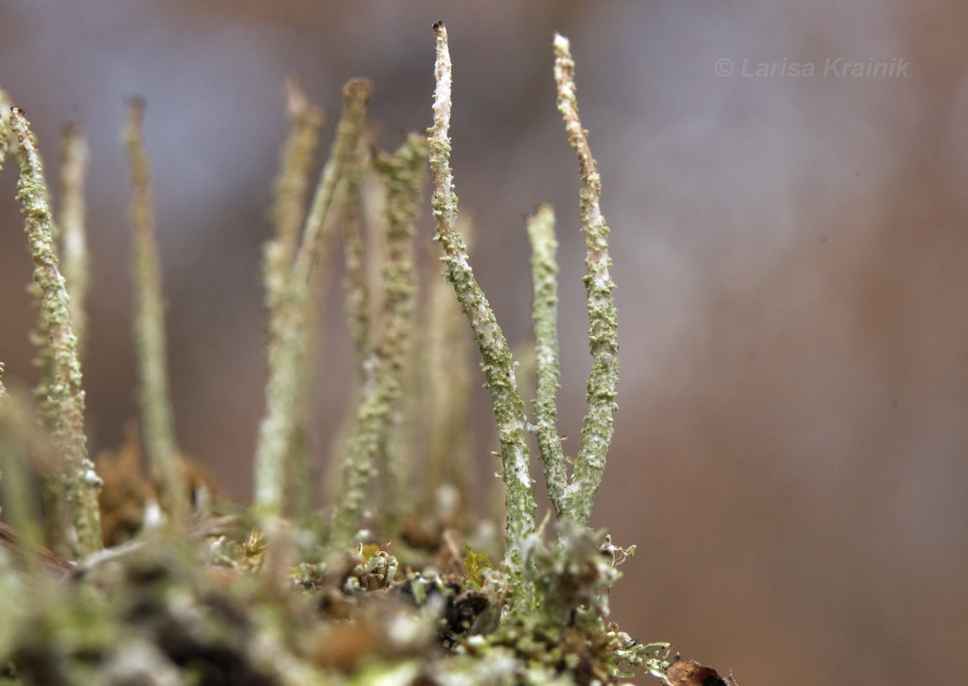 Изображение особи род Cladonia.