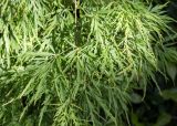 Acer palmatum. Верхушка ветви (var. dissectum). Абхазия, г. Сухум, Сухумский ботанический сад, в культуре. 14.05.2021.