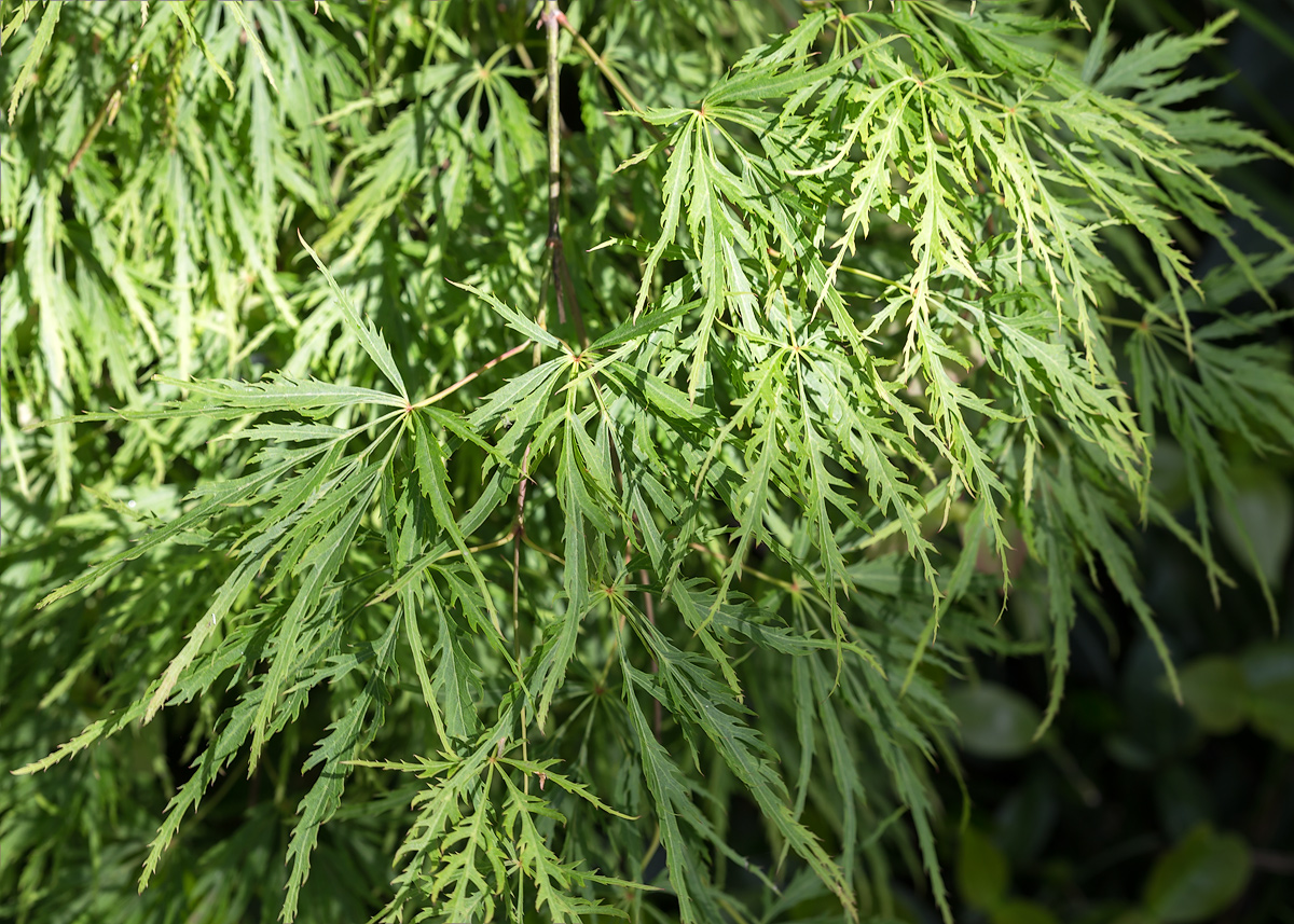 Image of Acer palmatum specimen.