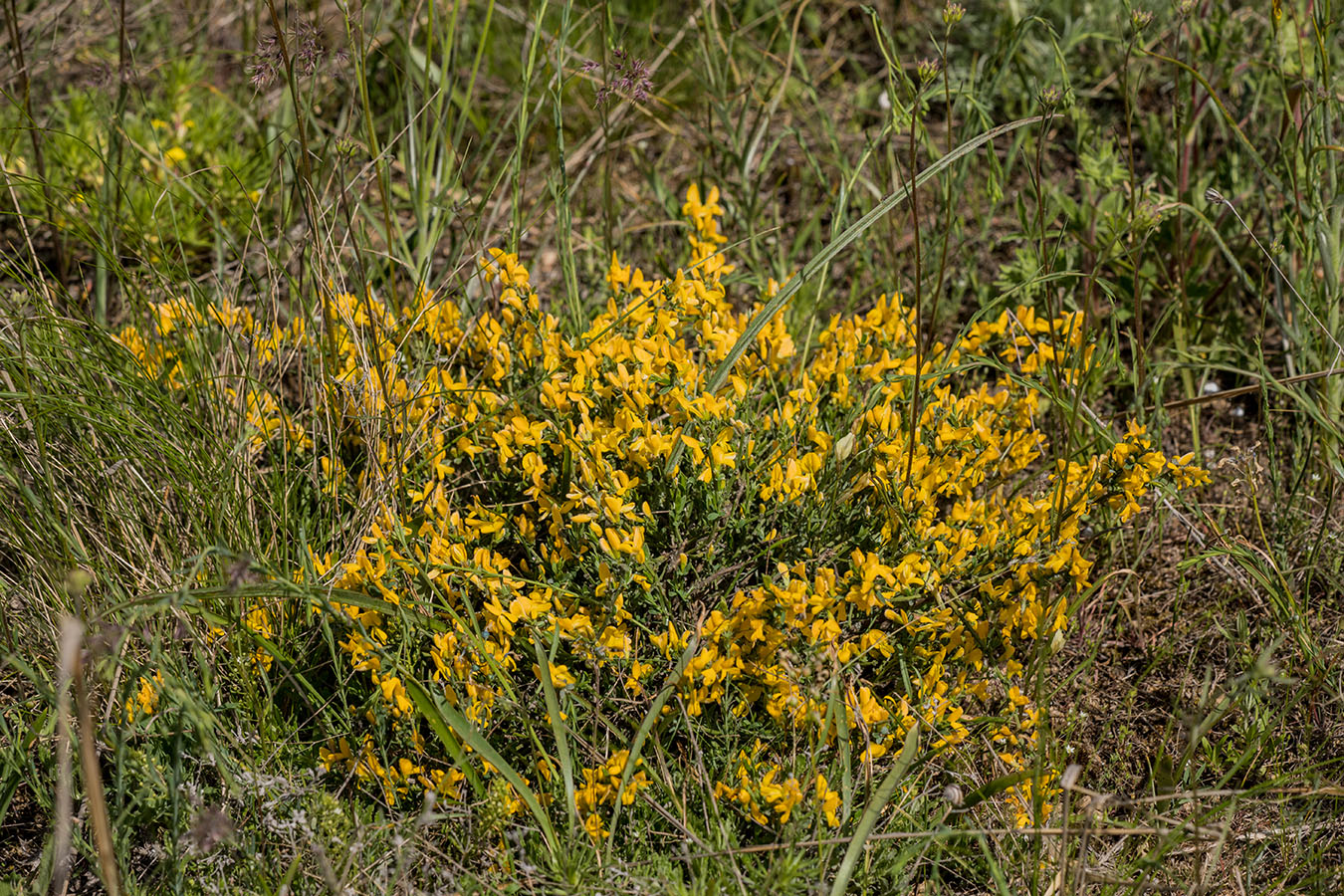 Image of Genista scythica specimen.