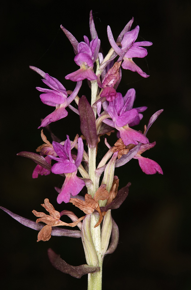 Изображение особи Dactylorhiza romana ssp. georgica.