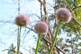 Allium nutans. Верхушки побегов с соцветиями. Республика Алтай, Шебалинский р-н, скалы с сосново-берёзовым горным редколесьем к северо-западу от устья р. Сема, около 1000 м н.у.м. 13.08.2010.