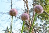 Allium nutans