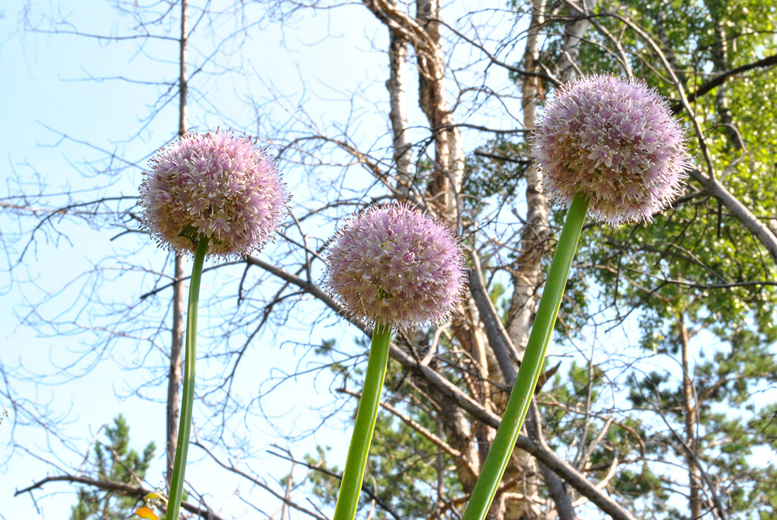 Image of Allium nutans specimen.