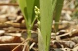 Convallaria keiskei. Часть побега с развивающимся соцветием. Приморский край, Шкотовский р-н, окр. с. Новонежино, широколиственный лес. 23.05.2022.