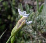 Allium trifoliatum