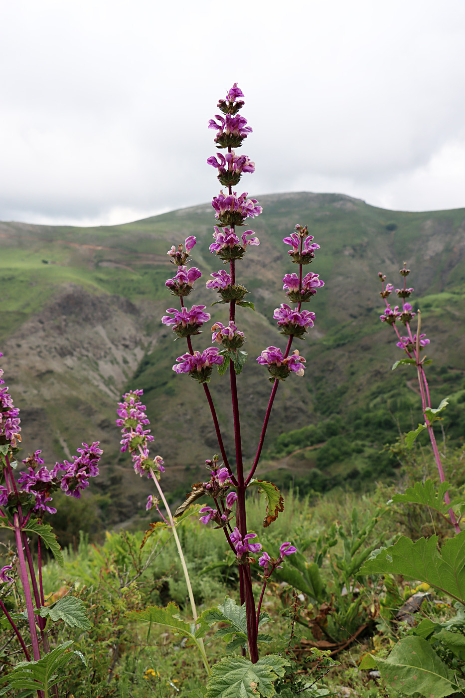 Image of Phlomoides lehmanniana specimen.