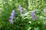 Aconitum fischeri
