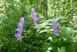 Aconitum fischeri