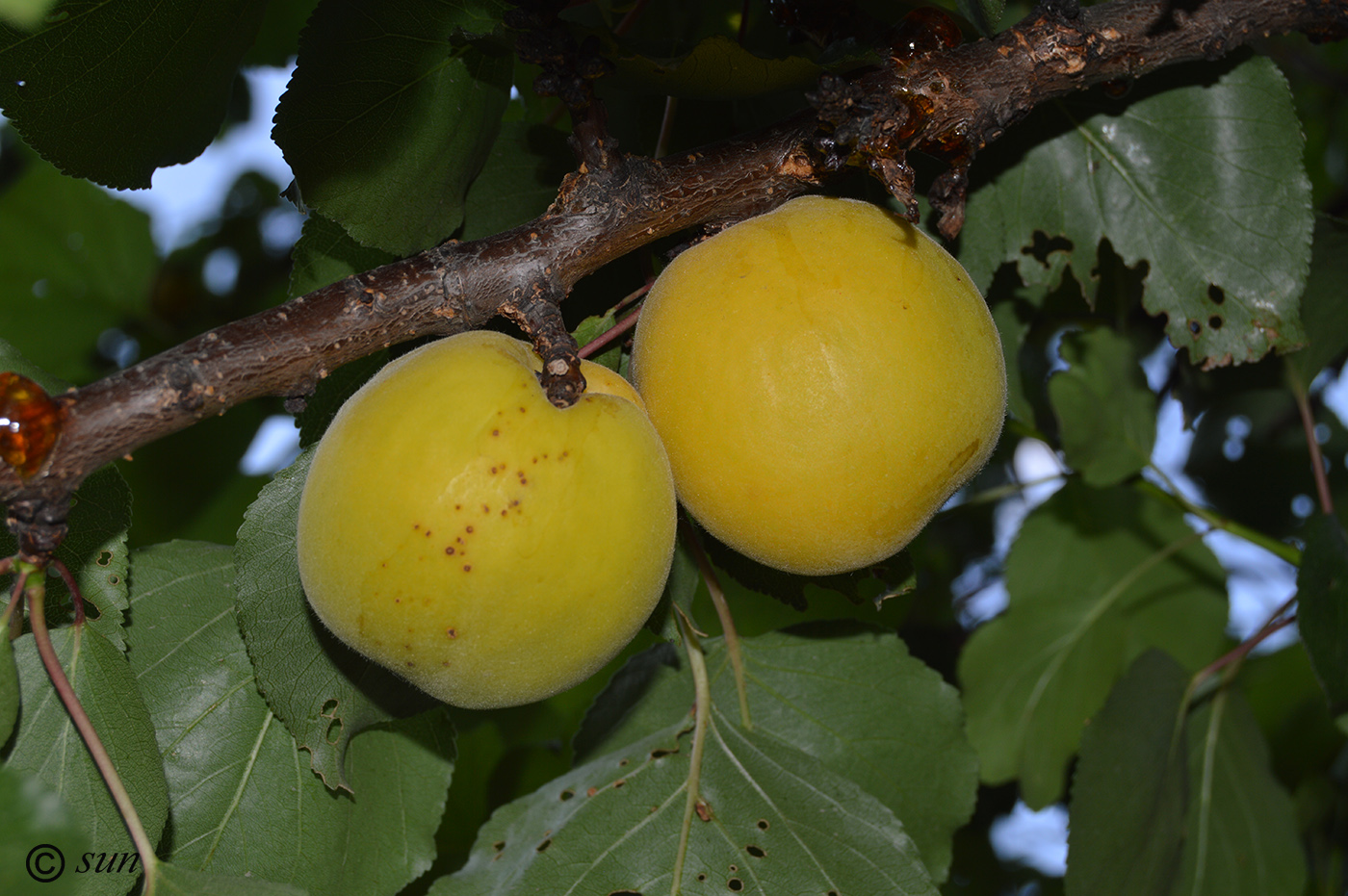 Image of Armeniaca vulgaris specimen.