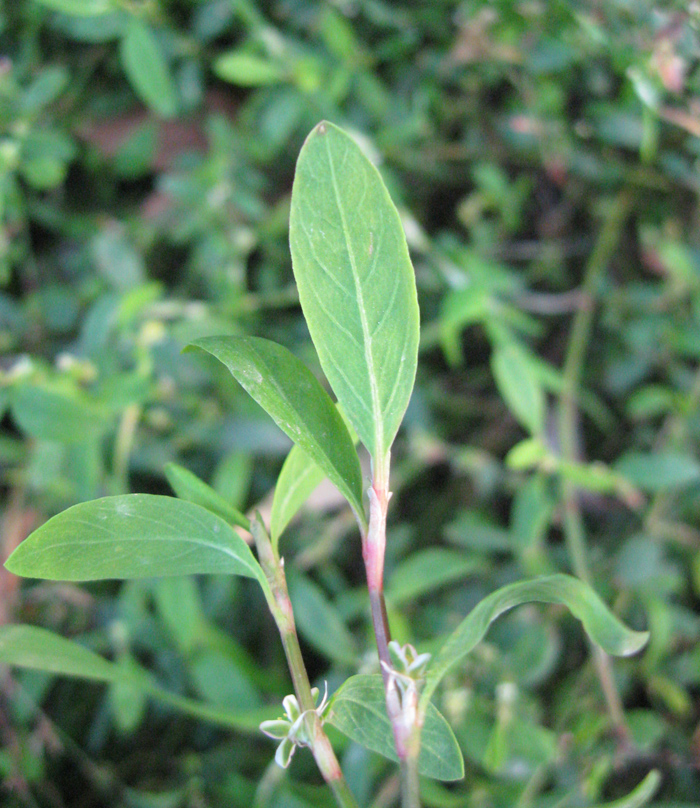 Изображение особи Polygonum neglectum.