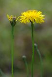 Hypochaeris radicata