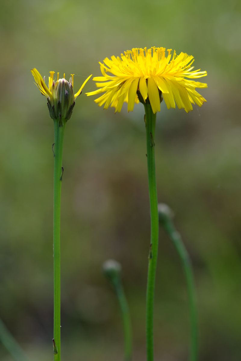 Image of Hypochaeris radicata specimen.