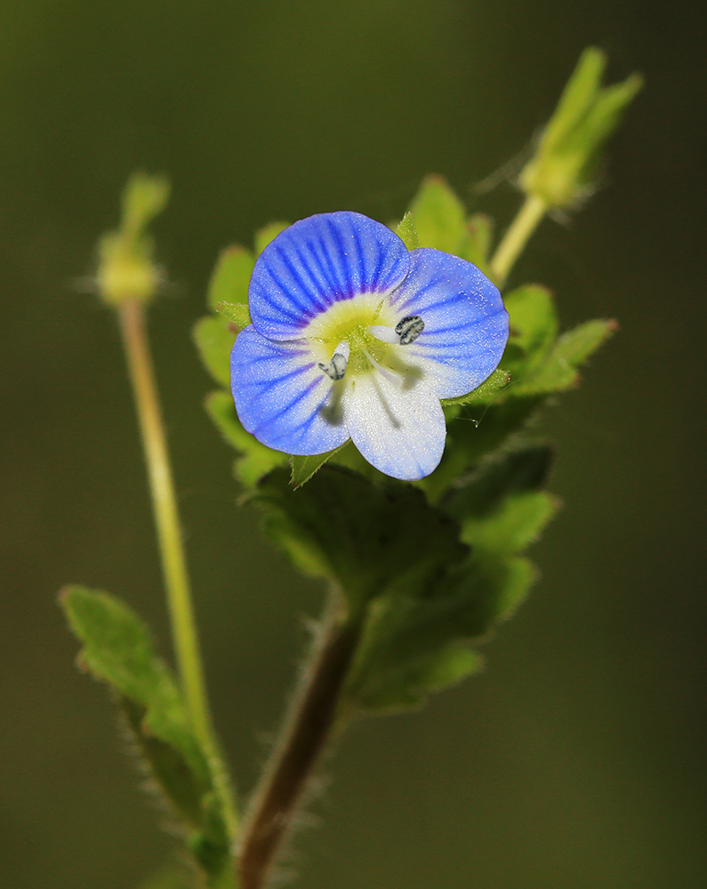 Image of Veronica persica specimen.