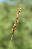 Carex appropinquata