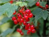 Ribes rubrum