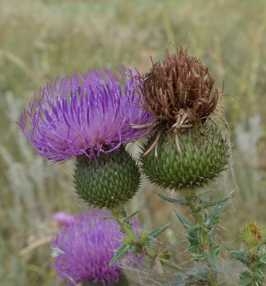 Image of Cirsium serrulatum specimen.