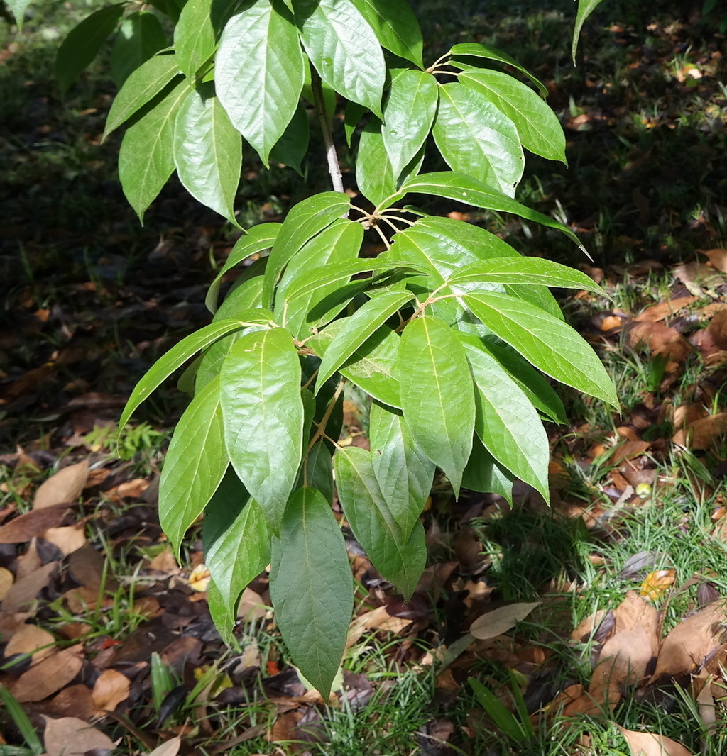 Image of Reevesia pubescens specimen.