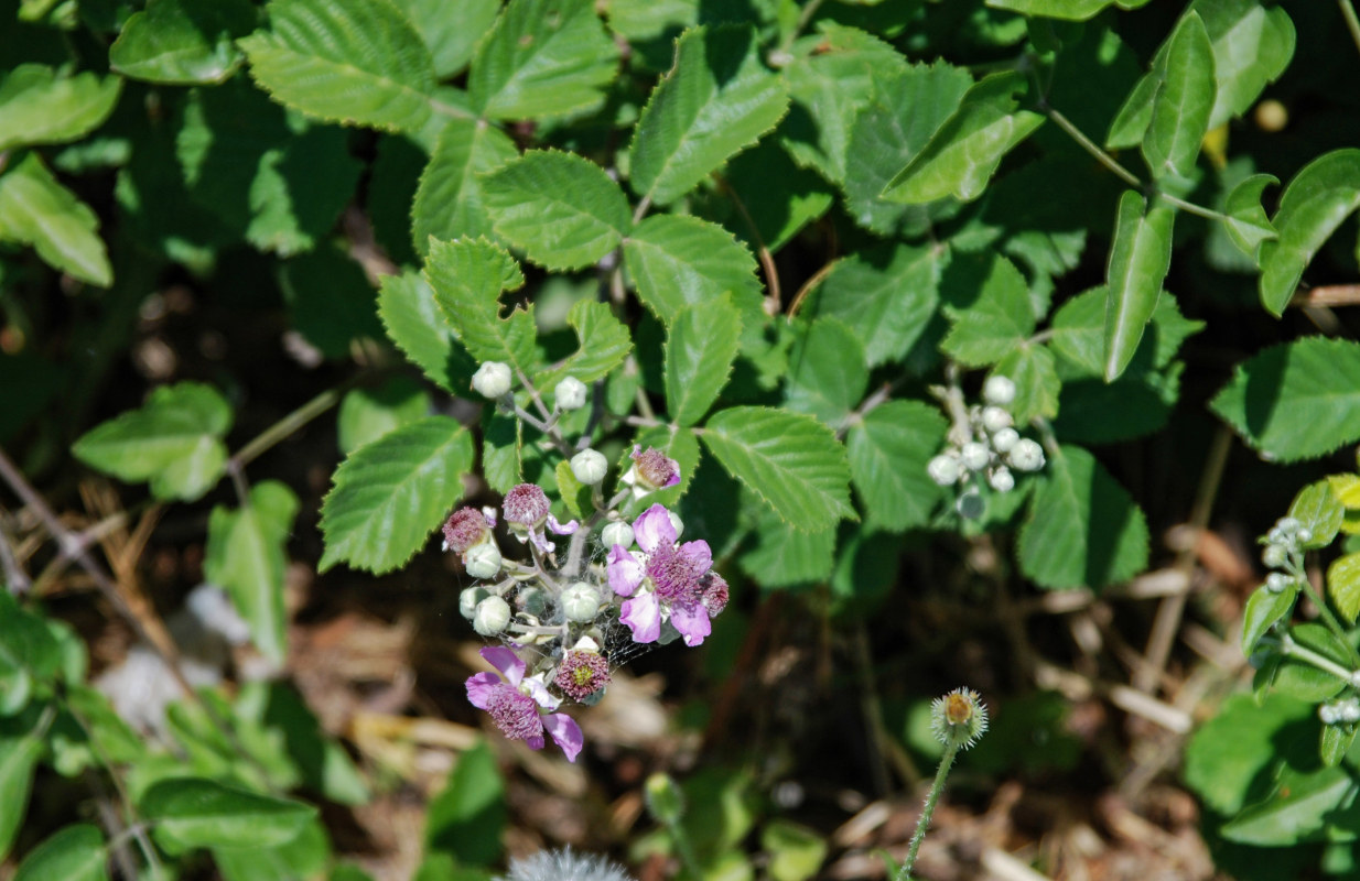 Image of Rubus sanctus specimen.