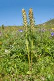 Pedicularis condensata