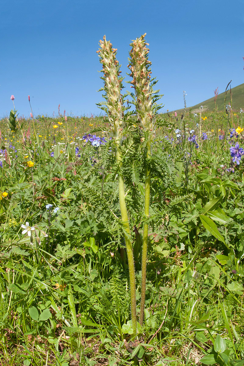 Изображение особи Pedicularis condensata.